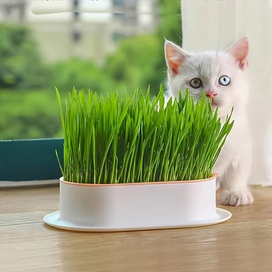 Hydroponic Cat Grass Box