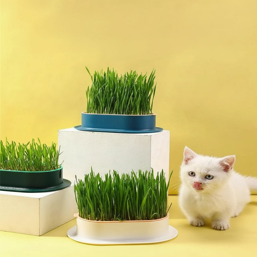 Caja hidropónica de hierba para gatos