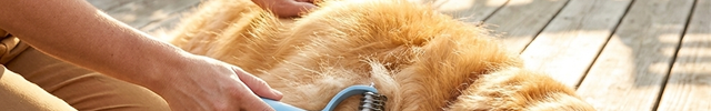 Golden retriever being brushed with the Pettedy Dematting & De-Shedding Undercoat Brush on a sunny porch