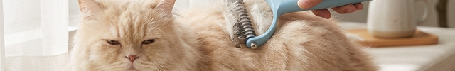 Persian cat groomed with the Pettedy Dematting & De-Shedding Undercoat Brush on a windowsill